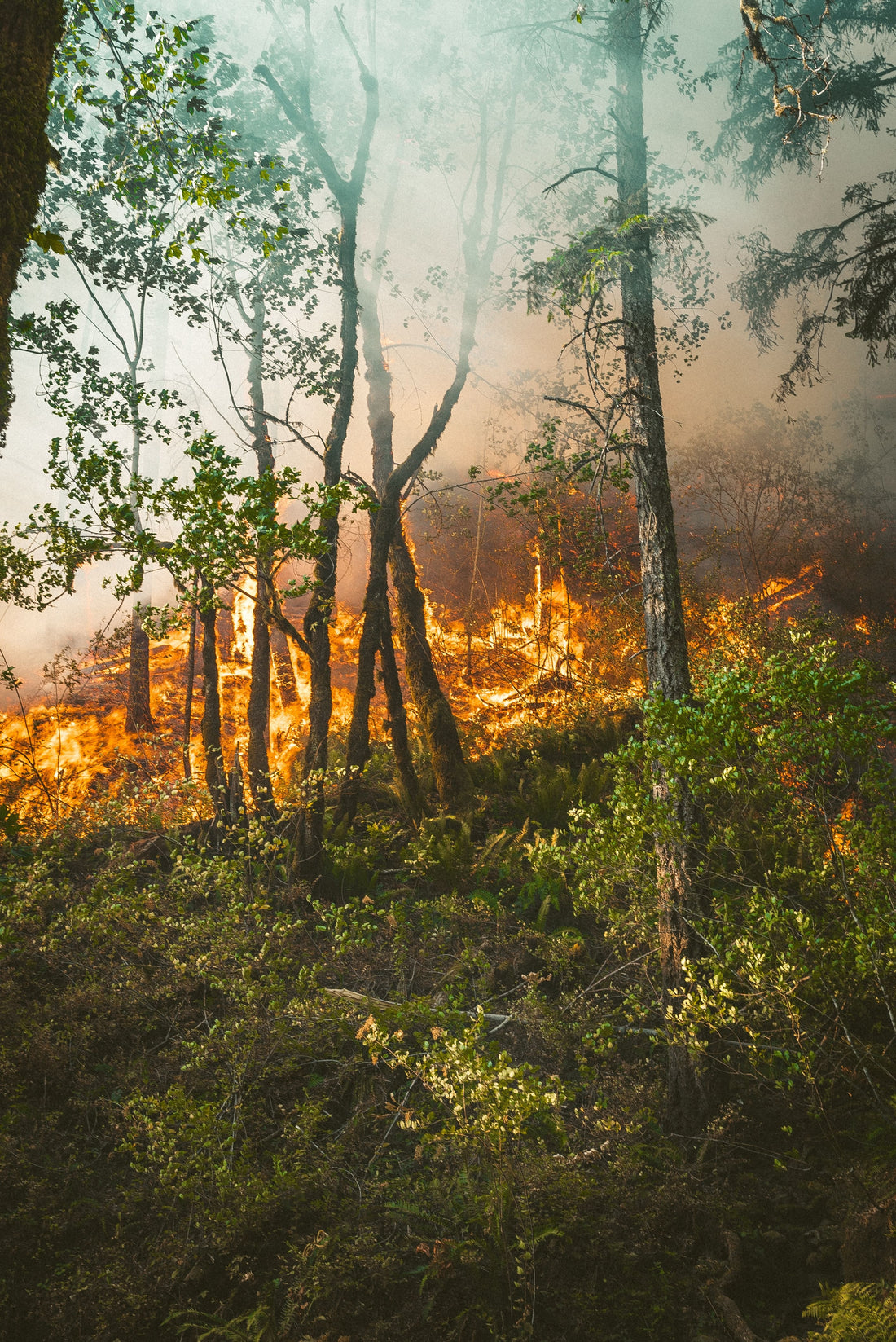 Wake Up And Smell The Climate Crisis